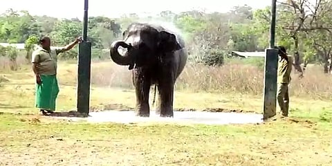 வண்டலூர்: வெயிலின் தாக்கத்தை தணிக்க விலங்குகளுக்கு ஷவர் குளியல்