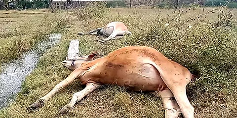 ராமநாதபுரம்: அறுந்து கிடந்த மின் கம்பியை மிதித்த 4 பசு மாடுகள் பரிதாபமாக உயிரிழப்பு