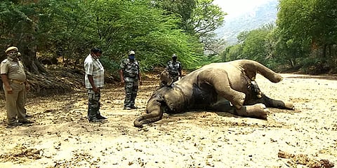 தருமபுரி: மர்மமான முறையில் உயிரிழந்த மக்னா யானை... வனத்துறையினர் விசாரணை!