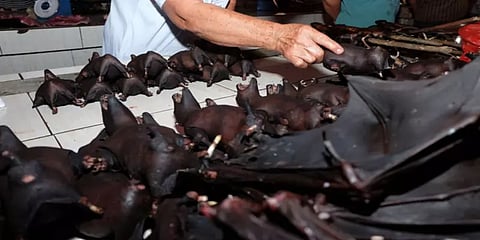 புதிய நோய்களை தடுக்க உயிருள்ள பாலூட்டிகள் விற்பனைக்கு தடை: உலக சுகாதார நிறுவனம் கோரிக்கை