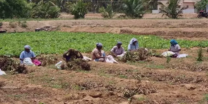 ”கடலைக்கு குறைந்தபட்ச ஆதார விலையை வழங்குங்கள்” - கண்ணீர் வடிக்கும் திருப்பூர் விவசாயிகள்