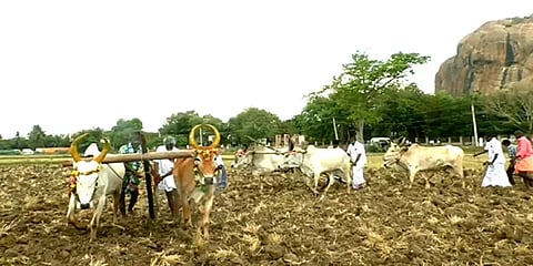 தமிழ் புத்தாண்டு: விவசாயம் செழிக்க மாடு கட்டி ஏர் பூட்டி கோவில் நிலத்தை உழுத கிராம மக்கள்