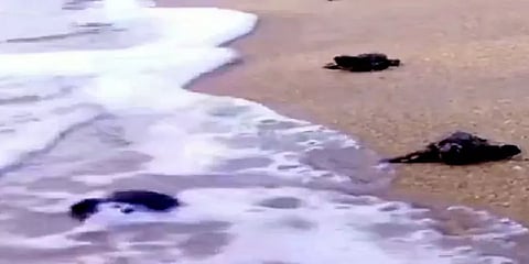 ஆமை முட்டைகளை சேகரித்து குஞ்சு பொறித்த பின் கடலில் விடும் அமைப்பிற்கு குவியும் பாராட்டு