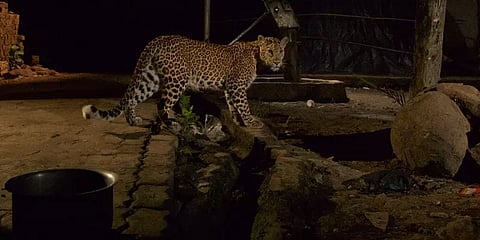 குடியாத்தம்: நள்ளிரவில் வீட்டிற்குள் புகுந்து சிறுத்தை தாக்கியதில் 3 பேர் படுகாயம்!