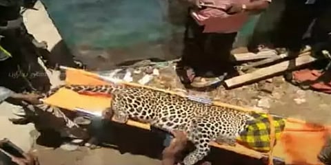 வேலூர்: வீட்டிற்குள் புகுந்த சிறுத்தை - மயக்க ஊசி செலுத்தி பிடித்த வனத்துறை