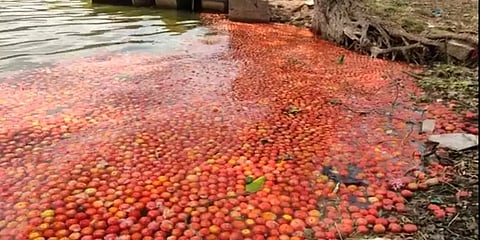 விலை வீழ்ச்சியால் வேதனை: ஏரியில் தக்காளியை கொட்டும் கிருஷ்ணகிரி விவசாயிகள்!