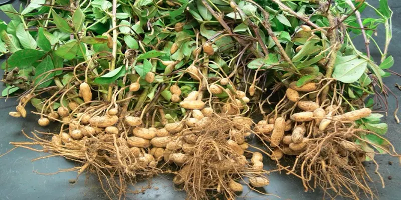 நிலக்கடலைக்கு உரிய விலை கிடைக்கவில்லை: விவசாயிகள் கண்ணீர்