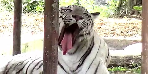 விலங்குகளின் நடவடிக்கையில் மாற்றம் இருந்தால் உடனே பரிசோதனை - வண்டலூர் பூங்கா நிர்வாகம்