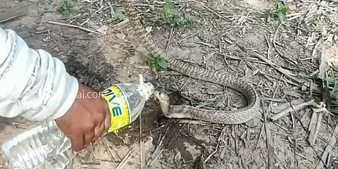 பாம்புகள் பாட்டில் தண்ணீரை குடித்து பார்த்திருக்கிறீர்களா? - கடலூர் விலங்கு ஆர்வலரின் சேவை