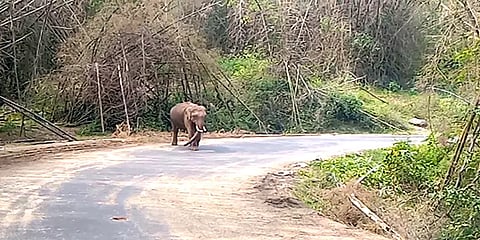 சத்தியமங்கலம்: வனத்துறை ஊழியரின் சொல்கேட்டு வனத்திற்குள் சென்ற காட்டு யானை