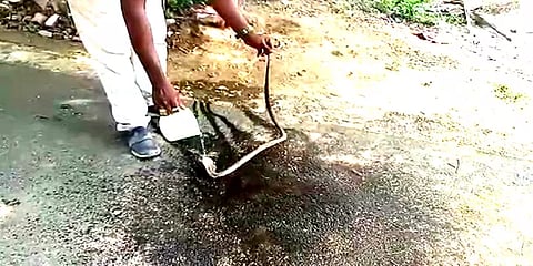 ஈரோடு: சிமெண்ட் மூட்டைகளுக்கு நடுவே பதுங்கியிருந்த 6 அடி நீள நாகப்பாம்பு!