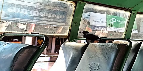 அப்பாடா கூட்டமே இல்ல! ஹாயாக அரசு பேருந்தில் பயணம் செய்த காகம்