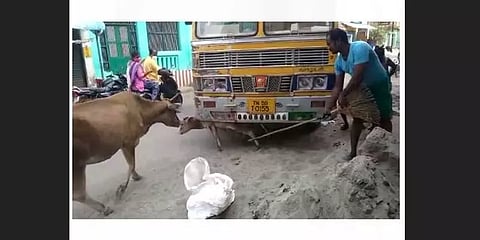 சரக்கு லாரியில் சிக்கிய கன்று குட்டி - மீட்க போராடிய தாய்ப் பசுவின் பாசப் போராட்டம்!