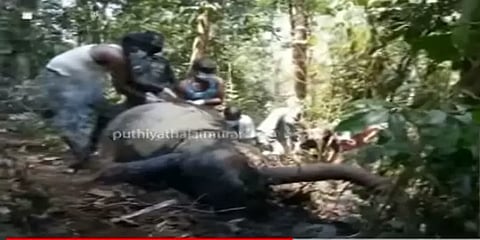 கோவையில் மலைச்சரிவிலிருந்து விழுந்து ஒரு வயது யானை உயிரிழப்பு - வனத்துறை ஆய்வு