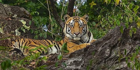 மனிதர்களிடமிருந்து விலங்குகளுக்கு பரவும் கொரோனா - வனத்துறையின் அதிரடி உத்தரவு!