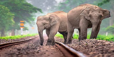 யானை கடக்கும் பகுதியில் செல்லும் ரயில்களில் வேகக்கட்டுப்பாட்டு கருவிகள் இல்லை - ஆர்டிஐ