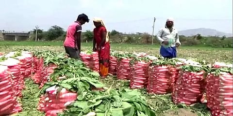 கிருஷ்ணகிரி: விளைச்சல் இருந்தும் விலை இல்லை - கவலையில் முள்ளங்கி விவசாயிகள்