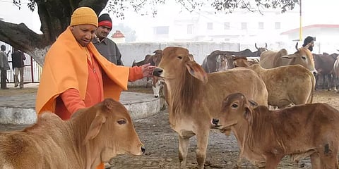 உத்தரப் பிரதேசம்: அரசு சார்பில் கொரோனா தடுப்பு வசதியுடன் பசுக்களுக்கு உதவி மையங்கள்!