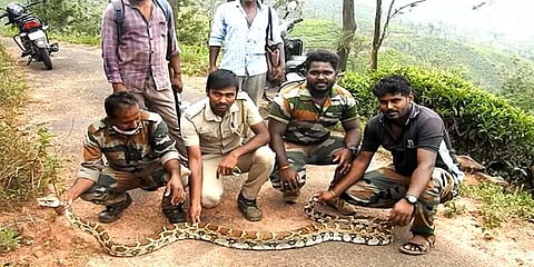 கூடலூர்: தேயிலை தோட்டத்தில் பதுங்கியிருந்த 12 அடி நீள மலைப்பாம்பு