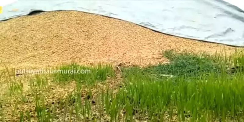 கொள்முதல் செய்யாததால் மழையில் நனைந்து முளைத்த நெல் மணிகள் : மேலூர் விவசாயிகள் கவலை