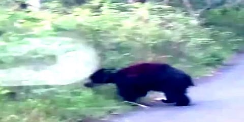 சத்தியமங்கலம்: சாலையில் நடமாடும் கரடிகள் - அச்சத்தில் வாகன ஓட்டிகள்