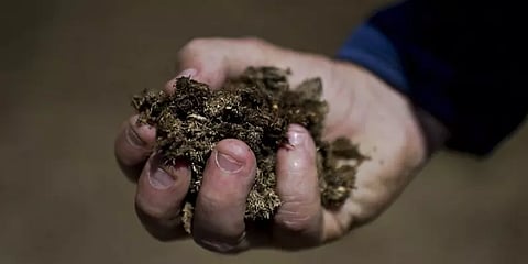 மாட்டுச்சாணமோ, சிறுநீரோ கொரோனாவை குணப்படுத்தும் என்பதற்கு ஆதாரம் இல்லை - மருத்துவர்கள்