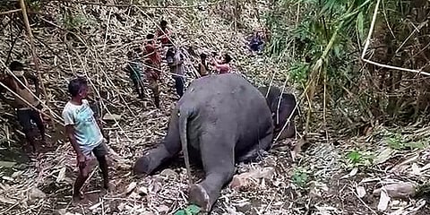 அசாமில் 18 காட்டு யானைகள் திடீர் மரணம்; மின்னல் தாக்கியதால் உயிரிழப்பா? வனத்துறை விசாரணை