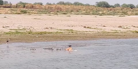 'தொற்று அச்சம்', 'தகனத்துக்கு காசு வேணுமே!' - கங்கை நதியின் கொரோனா சடலங்கள் பின்புலம்