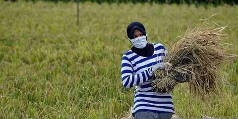 சித்தூர்: கொரோனாவுக்கு பயந்து வயலில் குடியேறிய மக்கள்!