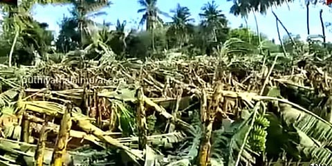 தஞ்சை: கனமழையால் 5 ஏக்கரில் பயிரிடப்பட்ட வாழை மரங்கள் முற்றிலும் சேதம்