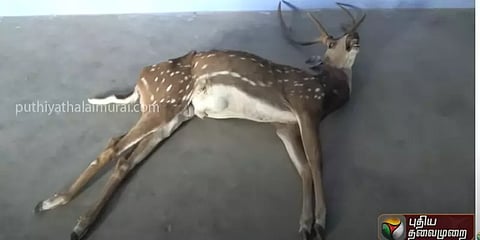 சேலம்: வன உயிரின வேட்டையைத் தடுக்க தீவிர கண்காணிப்பு!