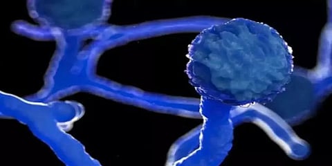 கருப்புப் பூஞ்சைக்கான 'ஆம்போடெரிசின்-பி' பற்றாக்குறை தீர்க்கப்படும்: மத்திய அரசு