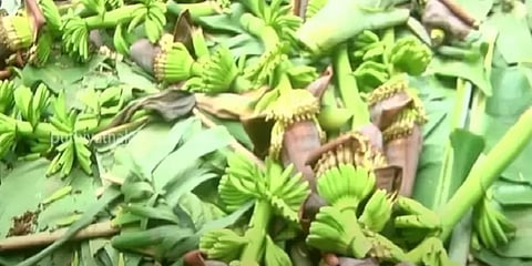 கடலூரில் சூறைக்காற்றால் பாதிக்கப்பட்ட வாழை மரங்கள்