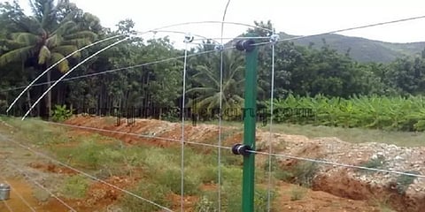 கோபிசெட்டிப்பாளையம்: மின்வேலியில் சிக்கி உயிரிழந்த ஆண் யானை