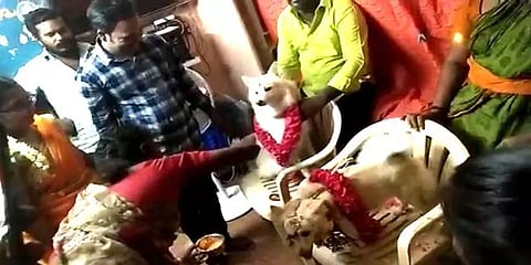 காஞ்சிபுரம்: மகளுக்கு நடத்துவது போல் வளர்ப்பு நாய்க்கு வளைகாப்பு நடத்திய தம்பதியினர்