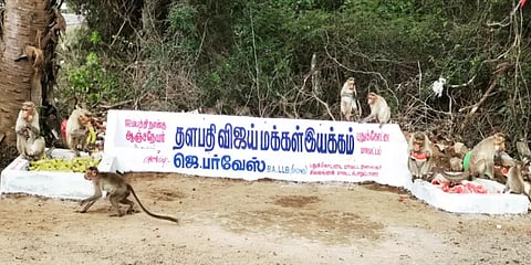 ஊரடங்கு: குரங்குகளுக்கு பழங்கள், தண்ணீர் வழங்கும் விஜய் மக்கள் இயக்கத்தினர்!