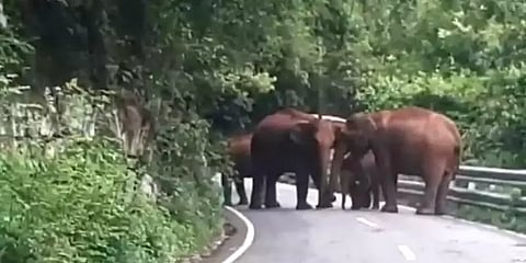 நீலகிரி: போக்குவரத்து குறைந்ததால் சாலையில் சகஜமாக உலா வரும் யானைகள்