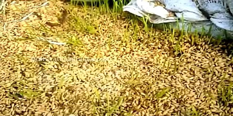 மழையில் நனைந்து முளைக்கத் துவங்கிய நெல்மணிகள்: கவலையில் விவசாயிகள்