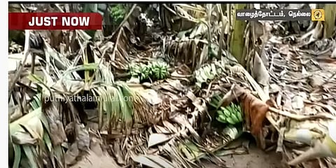 நெல்லை: சூறைக்காற்றால் 10,000 வாழை மரங்கள் சேதம்