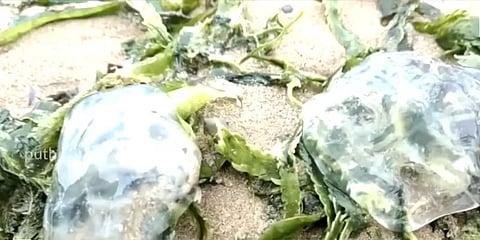 திருச்செந்தூர்: கடலில் விஷத்தன்மை உள்ள ஜெல்லி மீன்கள்; எச்சரிக்கைப் பலகை வைக்க கோரிக்கை!