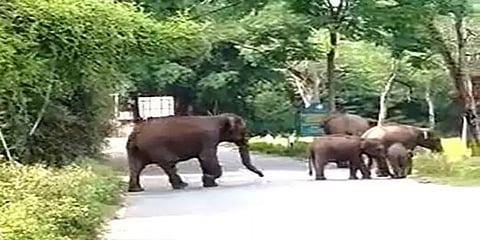 சத்தியமங்கலம்: ஊரடங்கால் வெறிச்சோடிய சாலைகள் - கூட்டமாக சுற்றித்திரியும் காட்டு யானைகள்