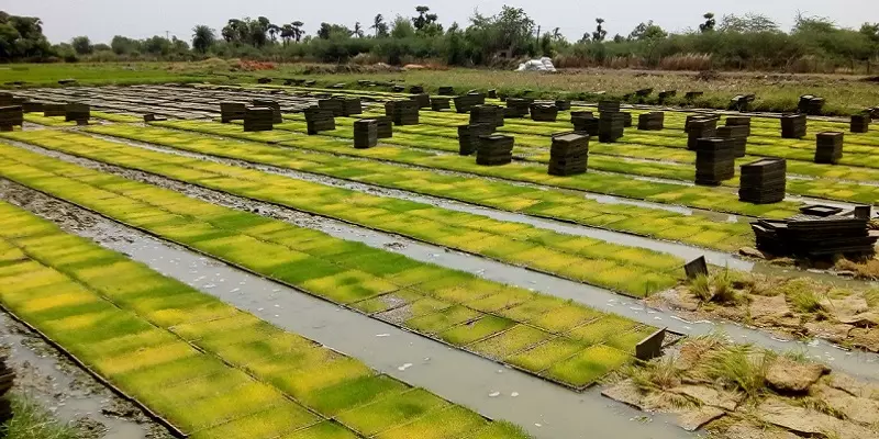 குறுவை சாகுபடிக்கான பணியில் முழுவீச்சில் தஞ்சை விவசாயிகள்