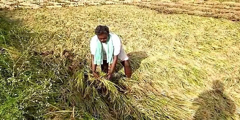 அறுவடைக்கு தயாராக இருந்த நெற்பயிர்கள் மழையில் சேதம்: வேதனையில் கடலூர் விவசாயிகள்