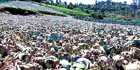 நீலகிரி: முட்டைகோஸ் விளைச்சல் இருந்தும் விற்க முடியாததால் விவசாயிகள் வேதனை