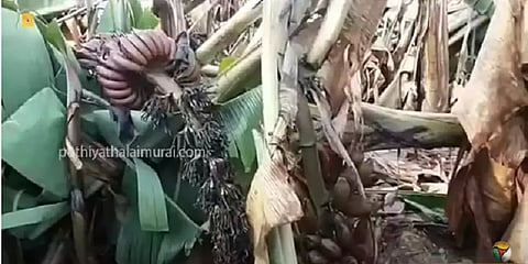 வேலூர்: கொட்டித்தீர்த்த கனமழை: 500 க்கும் மேற்பட்ட செவ்வாழை மரங்கள் சேதம்