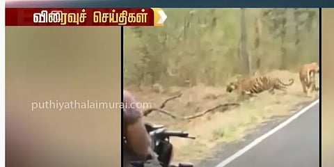 மகாராஷ்டிராவில் சாலையில் நடந்து சென்ற புலி : அச்சத்தில் உறைந்த வாகன ஓட்டிகள்