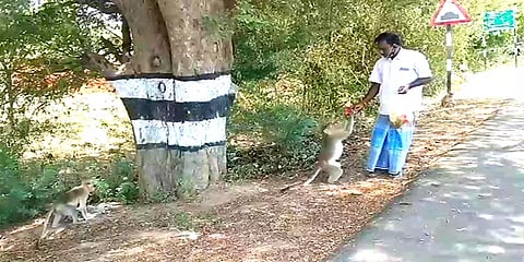 சீர்காழி: உணவின்றி தவிக்கும் குரங்குகளுக்கு உணவளிக்கும் விலங்கு நல ஆர்வலர்