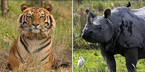 'மாஸ்' காட்டிய காண்டாமிருகம், ' எஸ்கேப்' ஆன புலி - வைரல் வீடியோ