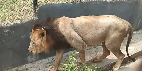 வண்டலூர் உயிரியல் பூங்காவில் 9 சிங்கங்களுக்கு கொரோனா தொற்று உறுதி