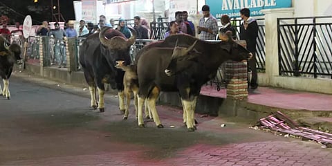 சுற்றுலாவும் சுற்றுச்சூழலும்: கானுயிர்களுக்கான வாழிடம் எங்கே இருக்கிறது?